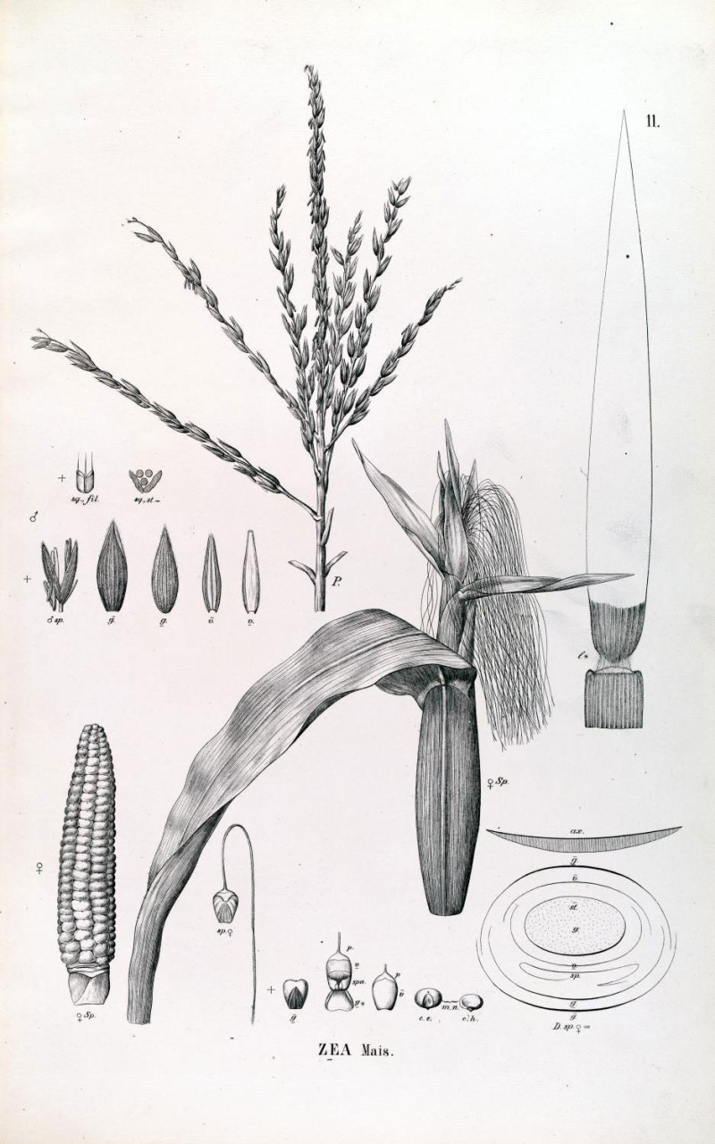 Maize as depicted in by Von Martius in ‘Flora Brasiliensis’ (1840) - http://florabrasiliensis.cria.org.br/search?taxon_id=25620